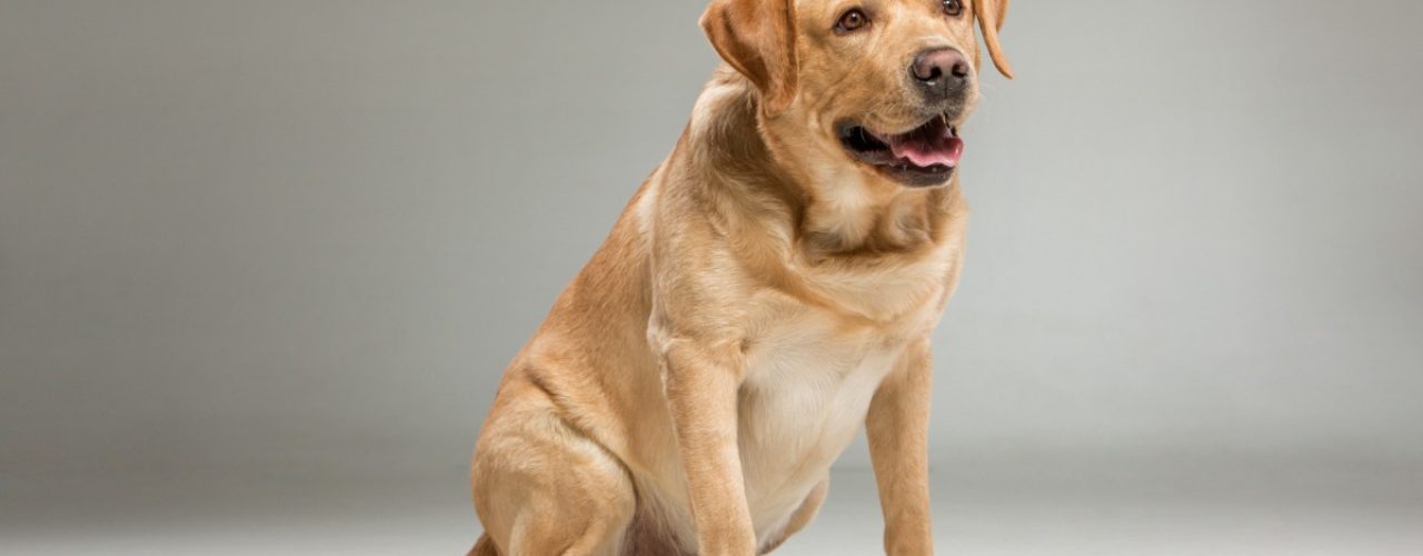 trainingsmethoden hond leren zitten