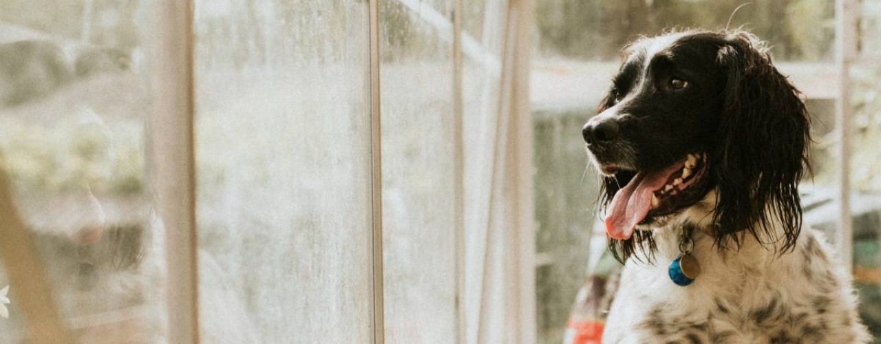 uitjes hond bij regen