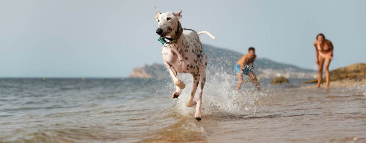 uitjes hond mooi weer