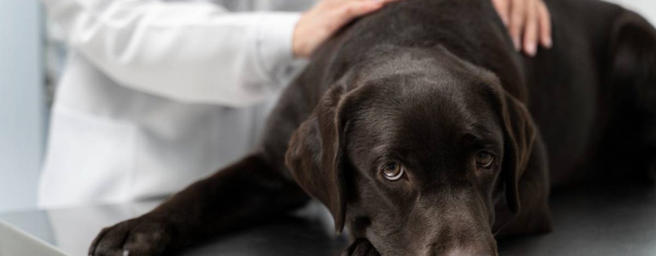 voordelen hondenverzekering