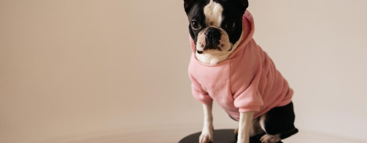 voordelen jasje hond