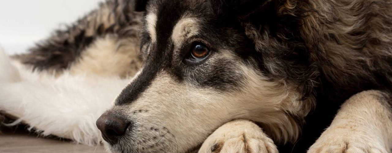 voordelen nadelen castreren hond