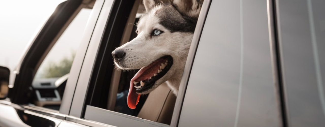 wagenziek bij hond voorkomen